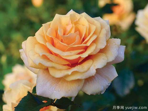 圣特罗佩月季的优缺点是什么?(图1) 圣特罗佩月季的优缺点是什么?(图1)