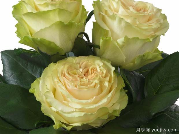 动力月季的优缺点是什么？(图1)