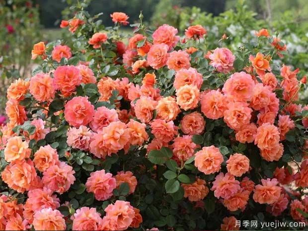 冷静月季(Easy Does It)(图2) 冷静月季(图2)