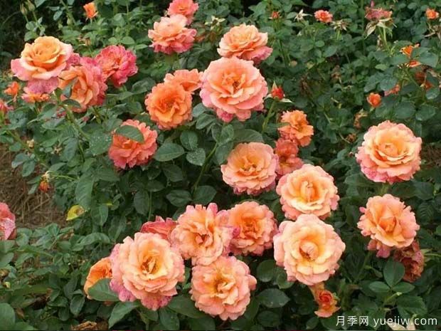 冷静月季(Easy Does It)(图3) 冷静月季(图3)