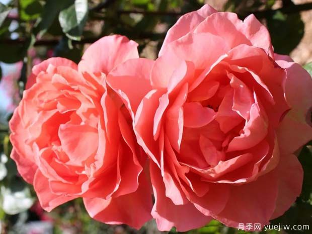 冷静月季(Easy Does It)(图4) 冷静月季(图4)