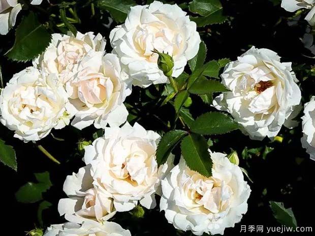 冰冠玫迪兰月季的优缺点是什么？(图1)