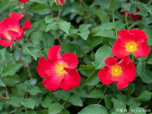 惊艳月季/尖叫的红霓虹月季(图1) 惊艳月季/尖叫的红霓虹月季(图1)