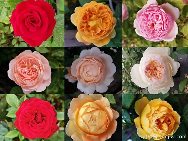 苗木行业持续低迷,南阳花农还能坚持多久?(图1) 苗木行业持续低迷,南阳花农还能坚持多久?(图1)