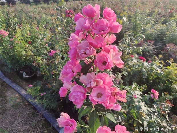 月季花有六大品系,来百科下(图3) 月季花有六大品系,来科普下(图3)