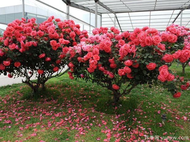 南阳月季搭乘中欧班列远销德国荷兰 中国月季花香飘欧洲(图1) 南阳月季搭乘中欧班列远销德国荷兰 中国月季花香飘欧洲(图1)