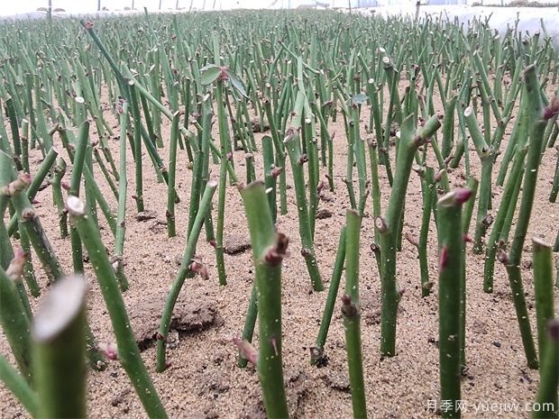 月季的扦插方法(图1) 月季的扦插方法(图1)