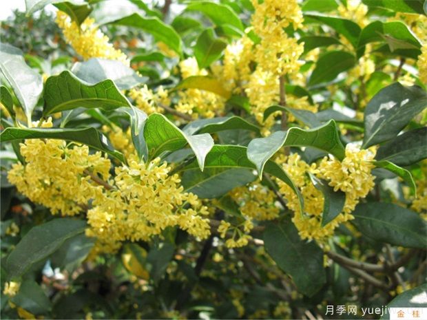 南阳桂花怎么养才长得好(图1) 南阳桂花怎么养才长得好(图1)