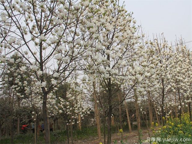 白玉兰的养殖方法(图1) 白玉兰的养殖方法(图1)