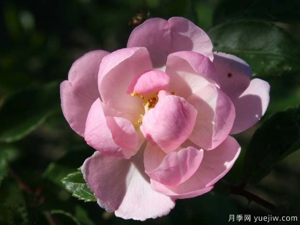 ​小骑士月季的优缺点是什么？(图1)