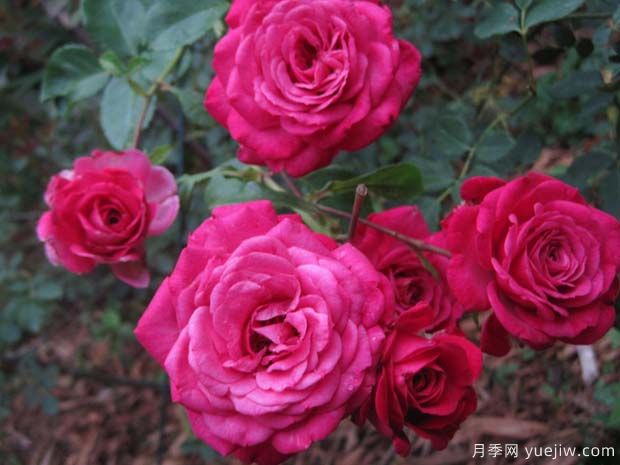 劳伦伊丽莎白月季Lauren Elizabeth(图1) 劳伦伊丽莎白月季(图1)