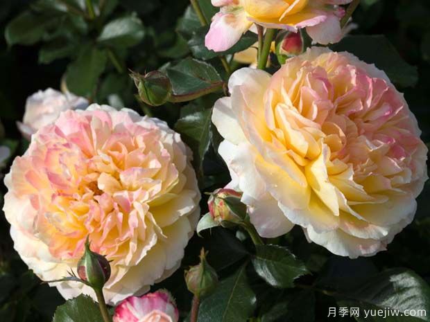 公园月季La Park(图1) 公园月季La Park(图1)