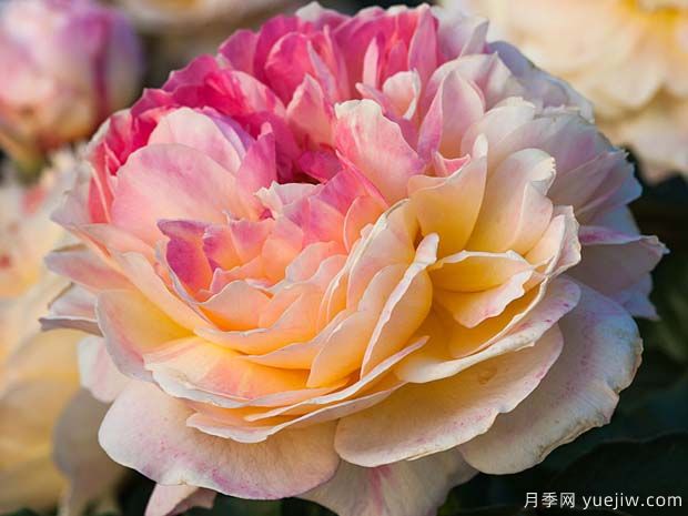 公园月季La Park(图2) 公园月季La Park(图2)