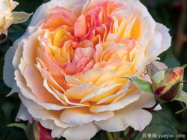 公园月季La Park(图3) 公园月季La Park(图3)