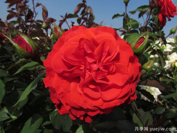 查尔斯狄更斯月季Charles Dickens(图1) 查尔斯狄更斯月季(图1)