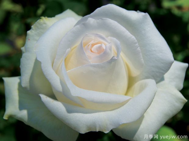 自由和忠诚月季FreeAndLoyal(图1) 自由和忠诚月季FreeAndLoyal(图1)