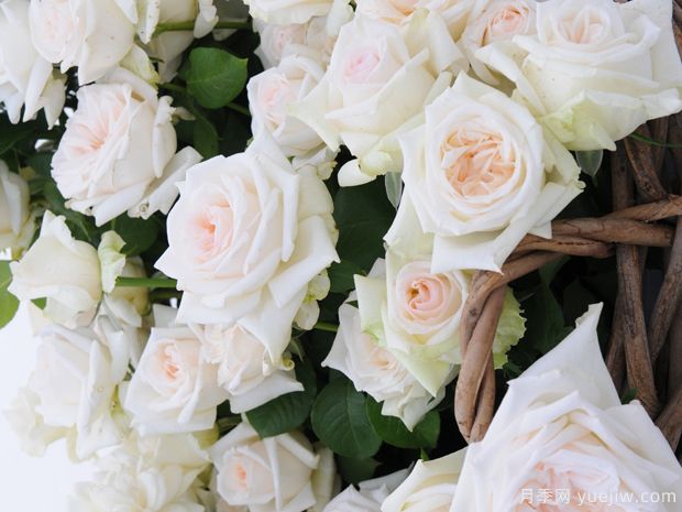 自由和忠诚月季FreeAndLoyal(图2) 自由和忠诚月季FreeAndLoyal(图2)