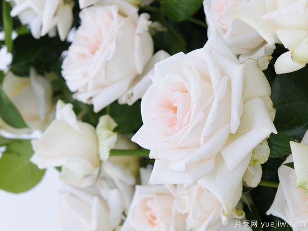 自由和忠诚月季FreeAndLoyal(图3) 自由和忠诚月季FreeAndLoyal(图3)