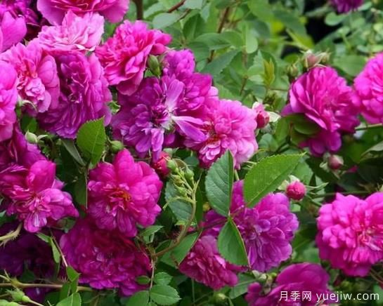 分享15个浪漫又美丽的月季品种,诗意醉人(图2) 分享15个浪漫又美丽的月季品种,诗意醉人(图2)