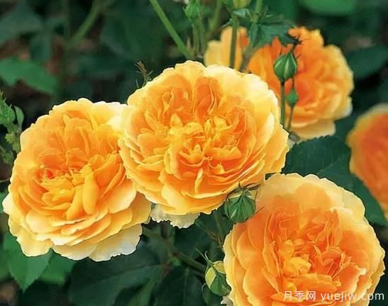 分享15个浪漫又美丽的月季品种,诗意醉人(图3) 分享15个浪漫又美丽的月季品种,诗意醉人(图3)