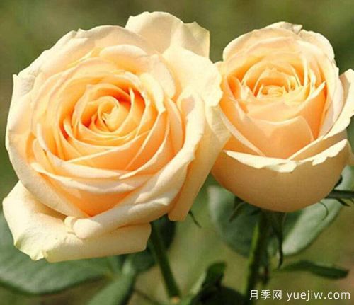 香槟玫瑰的花语是什么?不同朵数香槟玫瑰花语大全?(图1) 香槟玫瑰的花语是什么?不同朵数香槟玫瑰花语大全?(图1)