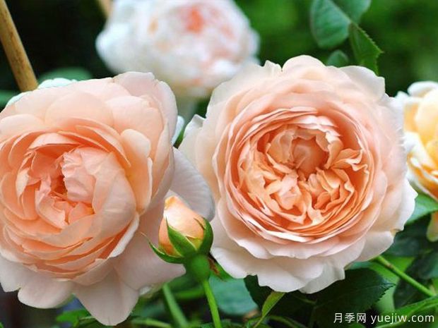 月季和玫瑰是一种植物吗？日常养护上各有何不同？(图1)