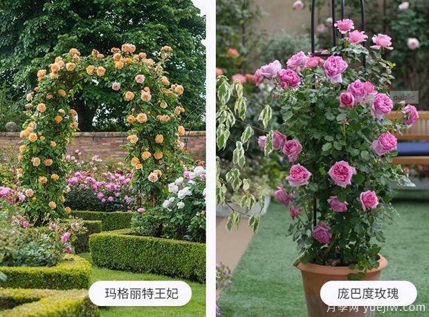 藤蔓植物有哪些，藤蔓植物有哪些知识(图1)