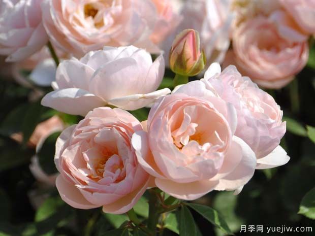 微风月季Brise(图1) 微风月季Brise(图1)