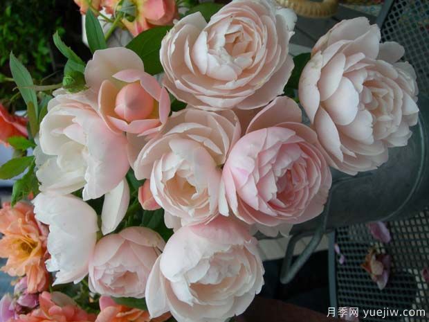 微风月季Brise(图2) 微风月季Brise(图2)