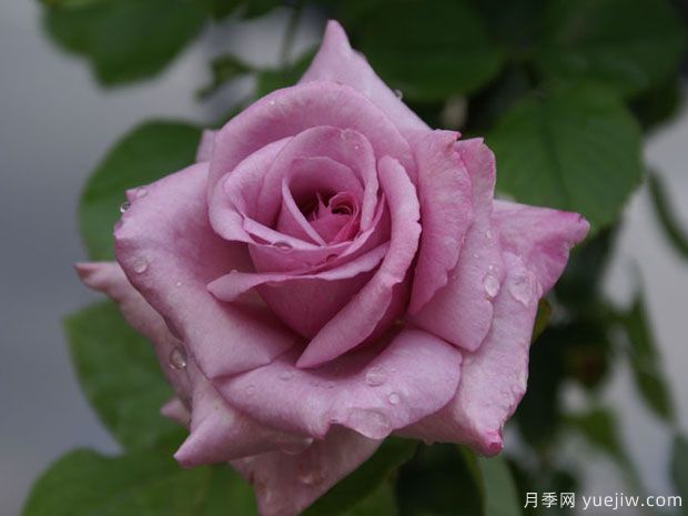 史蒂夫霍夫梅尔月季Steve Hofmeyr(图1) 史蒂夫霍夫梅尔月季Steve Hofmeyr(图1)