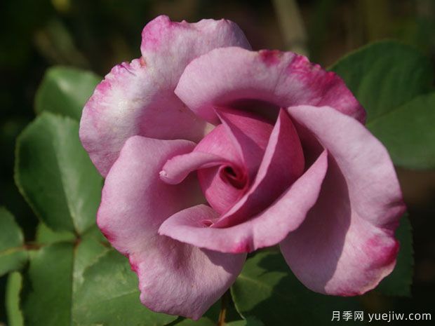 史蒂夫霍夫梅尔月季Steve Hofmeyr(图2) 史蒂夫霍夫梅尔月季Steve Hofmeyr(图2)