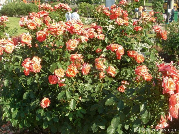 金沙玫瑰月季(图2)