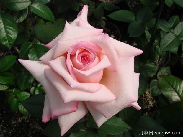 克里斯汀辛格月季(图1) 克里斯汀辛格月季(图1)