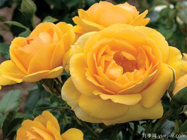 超越荣耀月季Kristen Singer(图1) 超越荣耀月季Kristen Singer(图1)