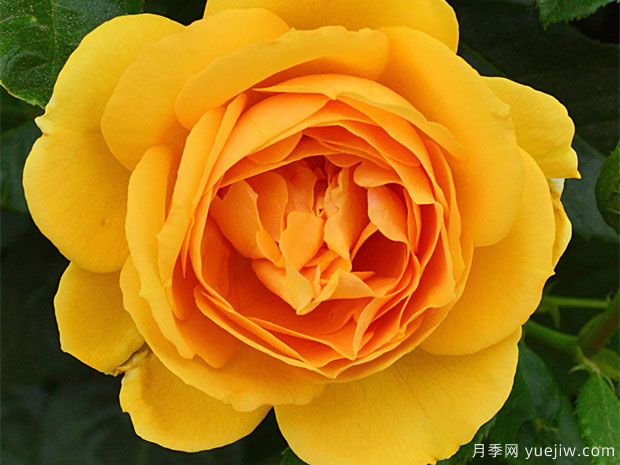 超越荣耀月季Kristen Singer(图3) 超越荣耀月季Kristen Singer(图3)