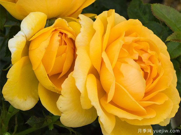 超越荣耀月季Kristen Singer(图2) 超越荣耀月季Kristen Singer(图2)