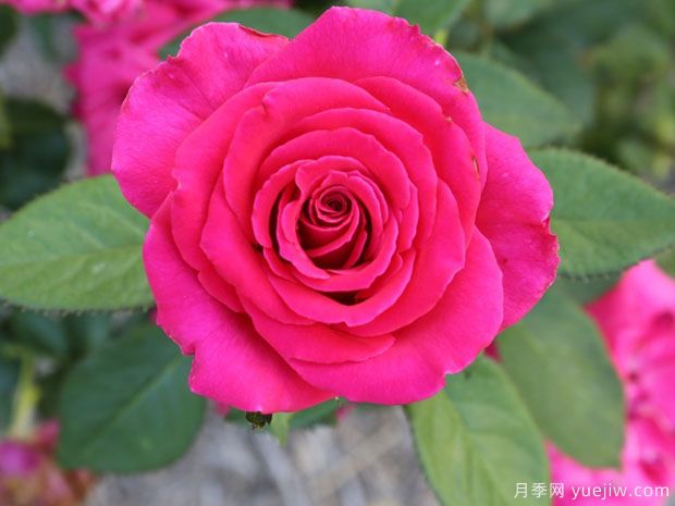 托尼月季Toni(图1) 托尼月季Toni(图1)