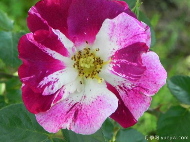 紫色飞溅月季(图2)