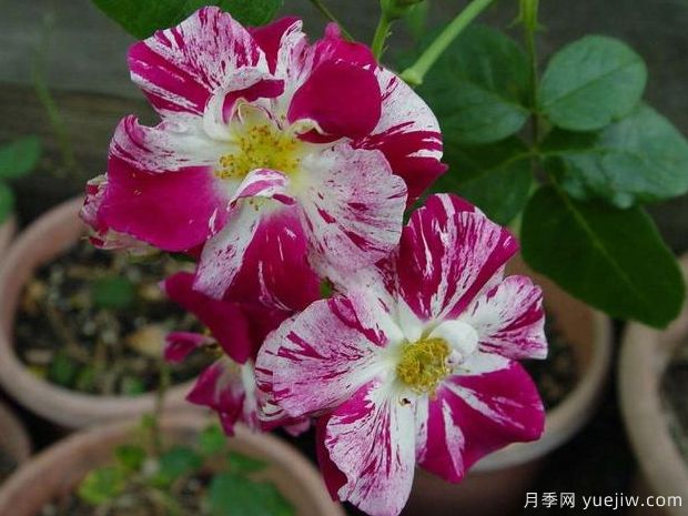 紫色飞溅月季(图3)