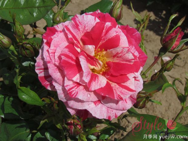 水花飞溅月季(英国)(图1) 水花飞溅月季(英国)(图1)