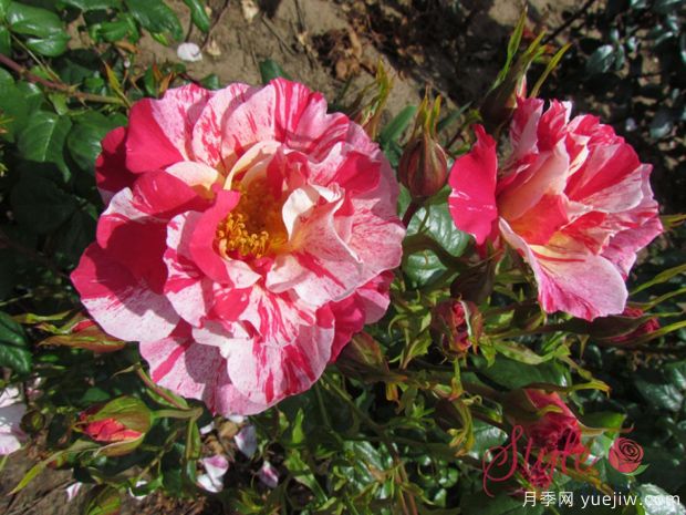 水花飞溅月季(英国)(图2) 水花飞溅月季(英国)(图2)