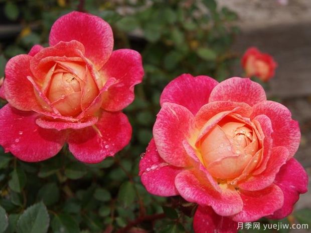 水花飞溅月季(美国)(图3)