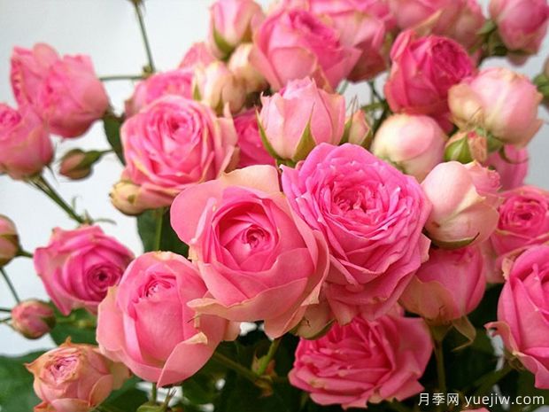 粉多头月季有哪些优缺点?超感月季好养吗(图1) 粉多头月季有哪些优缺点?超感月季好养吗(图1)