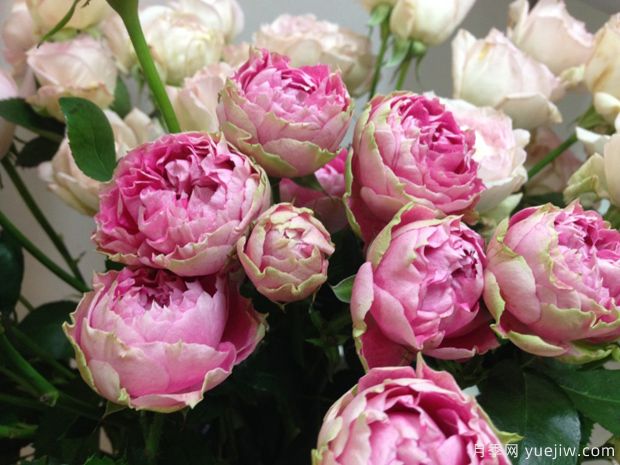 飞溅感觉月季的优缺点是什么？(图1)