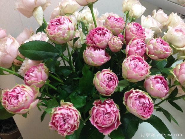 飞溅感觉月季splash sensation(图3) 飞溅感觉月季splash sensation(图3)