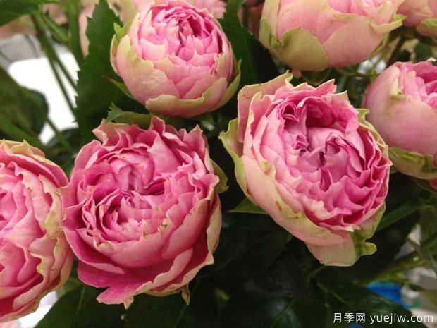 飞溅感觉月季splash sensation(图2) 飞溅感觉月季splash sensation(图2)