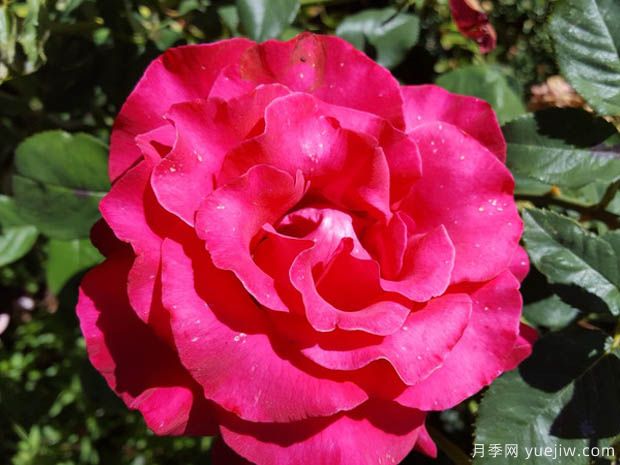 曼德勒玫瑰月季(图2) 曼德勒玫瑰月季(图2)