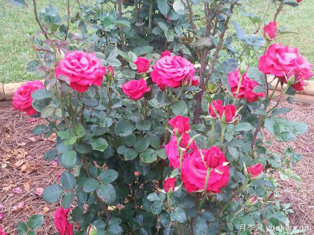 曼德勒玫瑰月季(图3) 曼德勒玫瑰月季(图3)