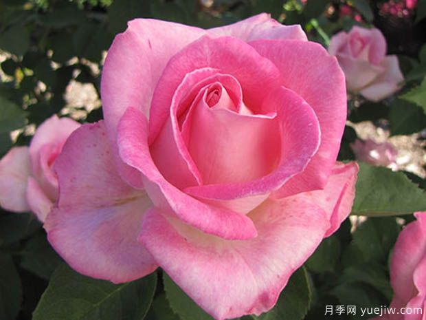 粉色庆典月季的优缺点是什么?(图1) 粉色庆典月季的优缺点是什么?(图1)