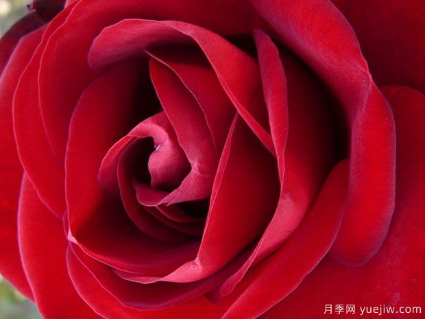 马琳月季的优缺点是什么？(图1)